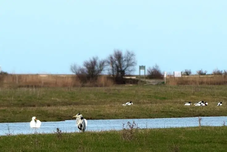 Photo du marais de Fouras avec ses nombreuses espèces d'oiseaux